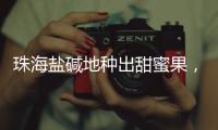 珠海盐碱地种出甜蜜果
，甜度接近天花板！