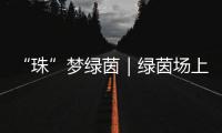 “珠”梦绿茵｜绿茵场上，向阳花开——平沙实小足球小将的汗水与梦想