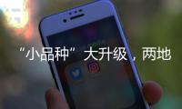 “小品种”大升级，两地联手给澳门“菜篮子”增鲜