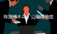 珠海啄木鸟丨公用绿地变私家菜园？	�！究竟该由谁来管？