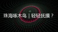 珠海啄木鸟｜轻轻抚摸？肢体接触？零容忍！勇敢向职场性骚扰说“不”
！
