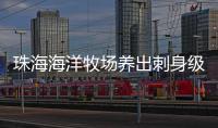 珠海海洋牧场养出刺身级美味！10万斤章红鱼抢“鲜”上市