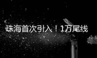 珠海首次引入！1万尾线纹海马成功“落户”