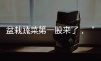 盆栽蔬菜第一股来了
�，“阳台种菜”治好了当代人的精神内耗？