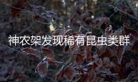 神农架发现稀有昆虫类群，在中国首次记录，全球已知仅5种