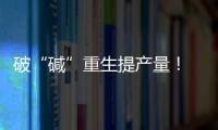 破“碱”重生提产量！ 珠海盐碱地变“丰产田”