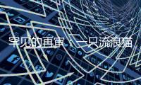 罕见的再审：一只流浪猫与24万元赔偿