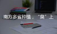 南方多省种植，“臭”上热搜的石楠花怎么成为了城市绿化的“性价比之王”？丨硬核唠科