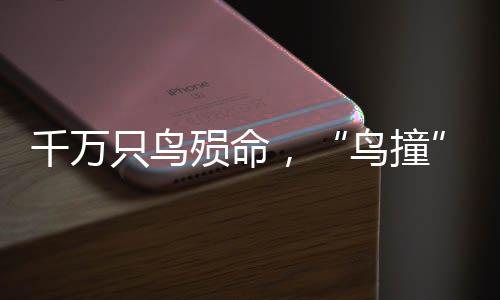 鸟撞2.小鸟决定互相提醒