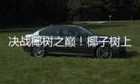 决战椰树之巅！椰子树上的“速度与激情”太精彩！