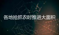 各地抢抓农时推进大面积单产提升，持续夯实夏粮丰收基础