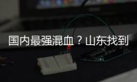国内最强混血？山东找到未来核心 曲绍斌若带他世青赛成绩或更好
