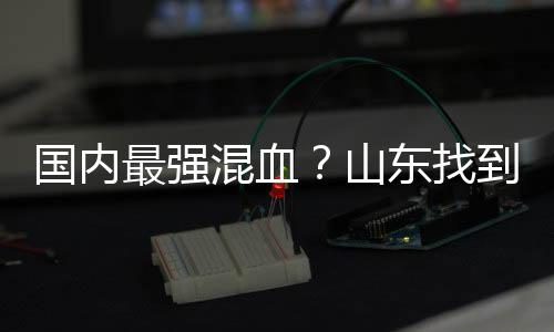 也没有打出什么亮眼表现