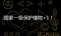 国家一级保护植物+1！珠海新发现紫纹兜兰野生群落