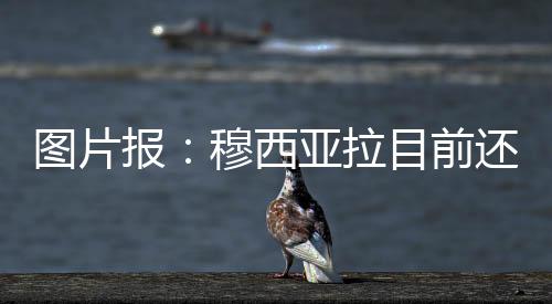 图片据《图片报》消息