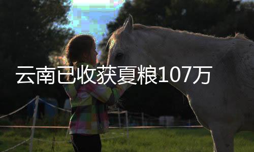 肥料、获夏大豆6.3万亩