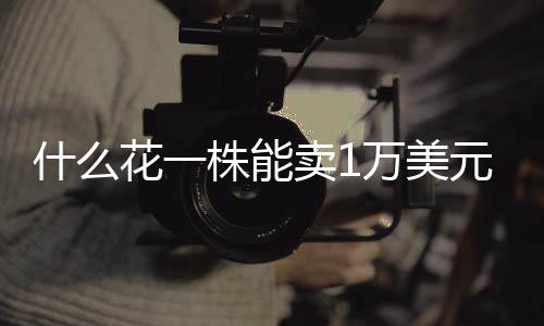 还能吃其实都不是什花兰花