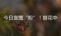 今日宜圈“粉”！簪花中华白海豚亮相