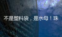 不是塑料袋

，是水母！珠海海滩有水母出没 提醒：有毒
！别碰！