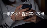 一米多长	！香洲某小区出现眼镜蛇，已被捕获