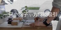 一只小鸽子	，为何能吸引14家知名媒体集中探访
？