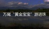 万尾“黄金宝宝”游进珠海！明年或将实现本土繁育