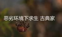 恶劣环境下求生 古典家具企业需要品牌、定位和创新