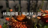 林海情缘丨来米林，逛一逛“春风桃夭宴” ！