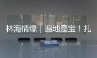 林海情缘｜遍地是宝�！扎贡沟：脚下每一步 都踩在“药材地图”上