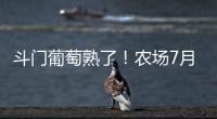 斗门葡萄熟了�！农场7月底开放采摘，大量黑夏、阳光玫瑰摘到8月！