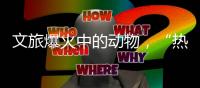 文旅爆火中的动物，“热爱不代表零距离接触”