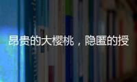 昂贵的大樱桃
，隐匿的授粉药