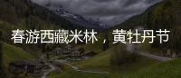 春游西藏米林，黄牡丹节这样玩�！