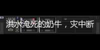 洪水淹死的奶牛，灾中断裂的生计