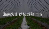 海南火山荔枝成熟上市	�
，“甜蜜季”开启