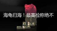 海龟归海！最高检称绝不放纵破坏资源环境非法行为