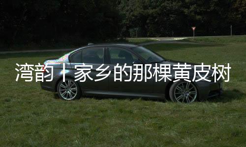 湾韵饱食黄皮”之说