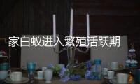 家白蚁进入繁殖活跃期 
，这些预防灭杀建议请收好→