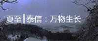 夏至┃泰信：万物生长 浓荫夏长