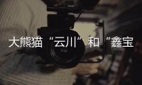 大熊猫“云川”和“鑫宝”将赴美，期限10年