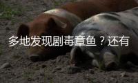 多地发现剧毒章鱼�？还有人把它当宠物养