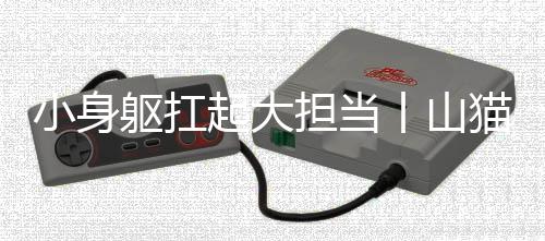 猫滑”主持人感叹