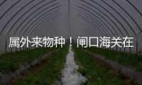 属外来物种！闸口海关在拱北口岸截获72只活体蟹