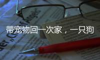带宠物回一次家，一只狗要比一只猫多花多少钱�？｜春节账单④