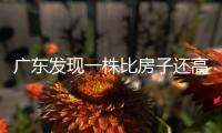 广东发现一株比房子还高的“龟背竹”，主人一千块都不舍得卖