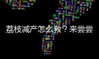 荔枝减产怎么救？来尝尝“冻眠荔枝”