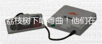 荔枝树下唱粤曲
！他们在斗门为荔枝代言