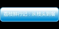 荔枝鲜行记：从枝头到餐桌，中国重汽豪沃TS7冷藏车让鲜甜如约而至