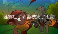 莲雾红了！荔枝火了
	！葡萄熟了......金湾“甜蜜夏季”开启	！