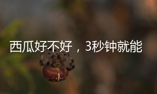 ”陈友义将西瓜轻拿轻放